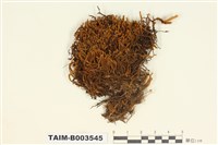 藏品(廣萼蘚屬)的圖片